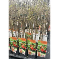 Lycium barbarum díszcserjék kinézete november végén.