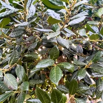 Ilex Nellie R. Stevens magyal örökzöld leveleinek formája és kinézete.