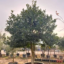 Magastörzsű, nagy méretű Ilex Nellie R. Stevens magyal kinézete.