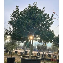 Magastörzsű, dús lombú és szerteágazó koronájú Ilex Nellie R. Stevens magyal.