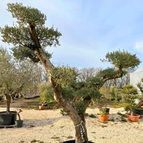 Exkluzív megjelenésű konténeres formázott olajfa kinézete. 