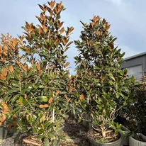 Extra méretű örökzöld magnóliák kinézete. 