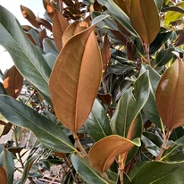 Az örökzöld magnólia leveleinek fonáka rozsdabarnán szőrőzött.