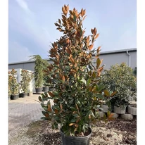 Kb 250 cm magas, kúpos habitusú örökzöld magnólia.