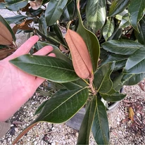A Magnolia grandiflora leveleinek kinézete és mérete.