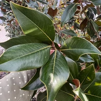 Az örökzöld magnólia erős, bőrnemű levelei egész évben fénylenek.