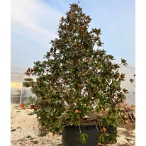 Koros, kifejlett habitusú örökzöld magnólia kinézete.