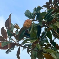 Az örökzöld magnólia erős, bőrnemű levelei és termése.