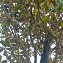 Az extra méretű örökzöld magnólia szerteágazó ágrendszere.