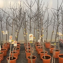 Pisztácia fák kinézete november végén.