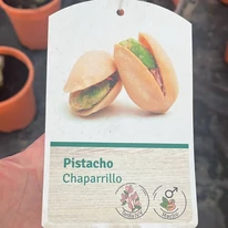 A pisztácia fák címkéje.