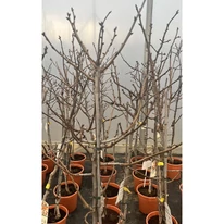 Pisztácia fák kinézete, mérete és ágrendszere.