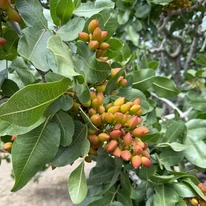 A pisztácia nagy méretű levelei és termései.