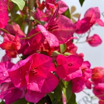 Bougainvillea XL - Murvafürt