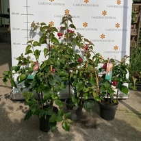 A kisméretű Bougainvillea kertészetünkben június közepén a virágzás kezdetekor.