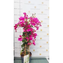 Bougainvillea XL - Murvafürt