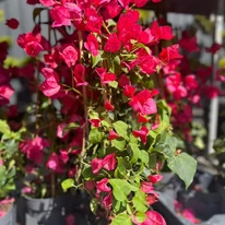 Bougainvillea XL - Murvafürt