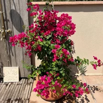 Bougainvillea XL - Murvafürt