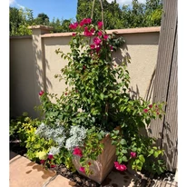 Bougainvillea XL - Murvafürt