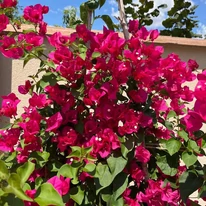 Bougainvillea XL - Murvafürt