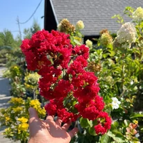 Lagerstroemia Best Red selyemmirtusz élénkpiros virágzata szeptember elején kertészetünkben.