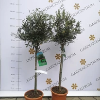 Olea europea MT50 - Olajfa