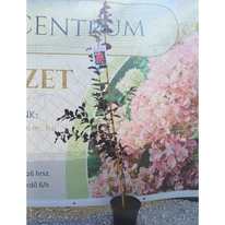 Lagerstroemia MIX - Selyemmirtusz színkeverék