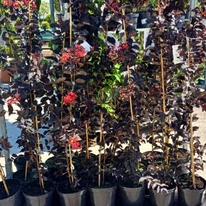 Lagerstroemia MIX - Selyemmirtusz színkeverék