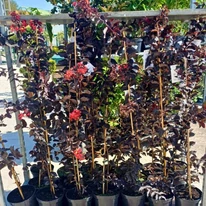 Lagerstroemia MIX - Selyemmirtusz színkeverék