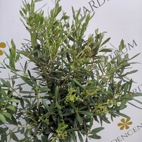 Olea europea MT50 - Olajfa
