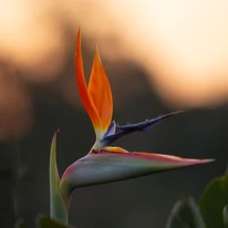 Strelitzia reginae CS17 - Pompás papagájvirág