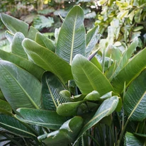 Strelitzia reginae CS17 - Pompás papagájvirág