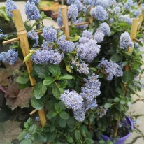 A Ceanothus thyrsiflorus.var. repens kék virágai közelről.