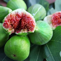 Ficus carica Bagladi K3 -  Füge