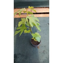 Ficus carica Bagladi K3 -  Füge