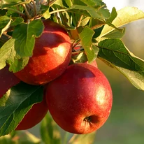 Szépen pirosodó Malus domestica Jonathan alma gyümölcse.
