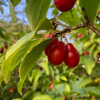 Cornus mas Őszi Tűz piros, húsos termése közelről.