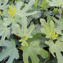 Ficus carica Brown Turkey - Török füge