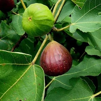 Ficus carica Brown Turkey - Török füge