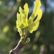 Ficus carica Bagladi K3 -  Füge