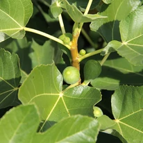 Ficus carica Bagladi K3 -  Füge