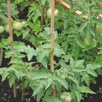 180 cm-es bambusz termesztő karó alkalmazása.