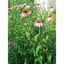 A CHELSEA félkör alakú növénykaró tökéletes választás az évelőágyásokba.