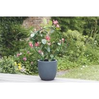 PLAST ARC ívelt növénytámasztó használata cserepes futónövény esetében.