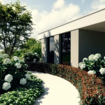 Hydrangea arborescens Annabelle - Cserjés hortenzia