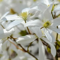 Clematis armandii CS15 - Örökzöld iszalag