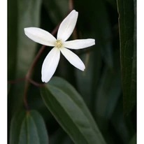 Clematis armandii CS15 - Örökzöld iszalag