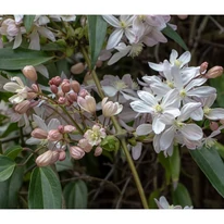 Clematis armandii CS15 - Örökzöld iszalag