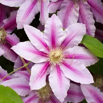 A Clematis rózsaszín virágú, mintás változata. 