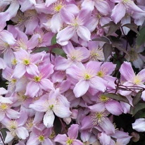 Valóságos virágtengert hozhatsz létre a Clematis montana növénnyel.